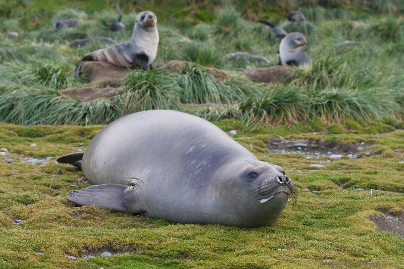 2012-04-08_12-21-11.jpg - Elephant Seal, Fortuna Bay, South Georgia