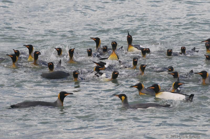 2012-04-08_12-29-33.jpg - King Penguin, Fortuna Bay, South Georgia