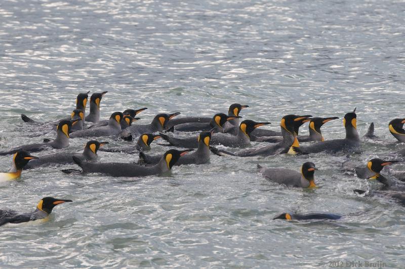 2012-04-08_12-30-19.jpg - King Penguin, Fortuna Bay, South Georgia