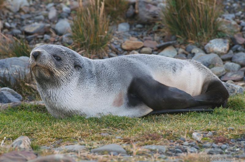 2012-04-08_12-56-41.jpg - Antarctic Fur Seal, Fortuna Bay, South Georgia