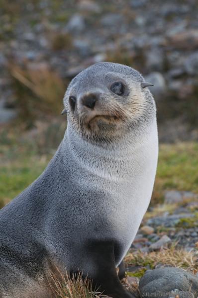 2012-04-08_12-56-49.jpg - Antarctic Fur Seal, Fortuna Bay, South Georgia