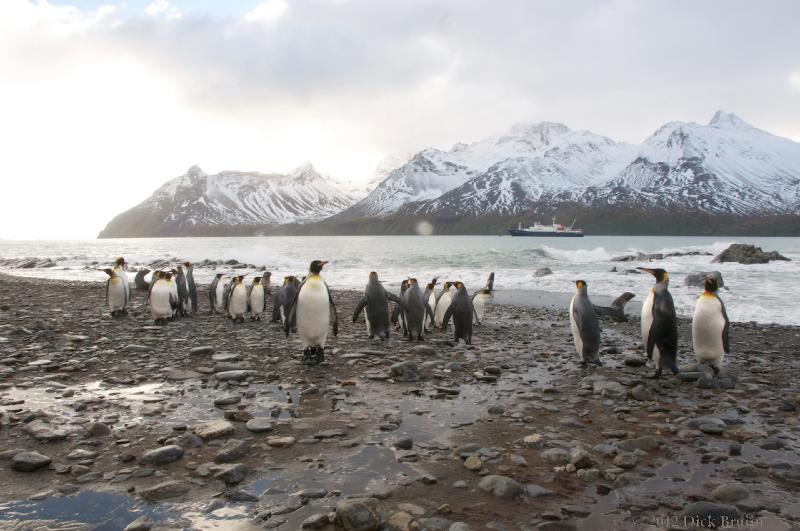 2012-04-08_13-00-09.jpg - King Penguin, Fortuna Bay, South Georgia