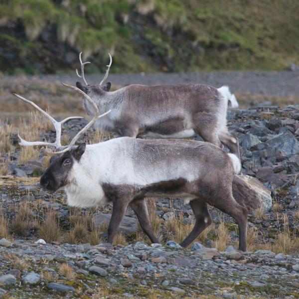 2012-04-08_13-02-27.jpg - Reindeer, Fortuna Bay, South Georgia