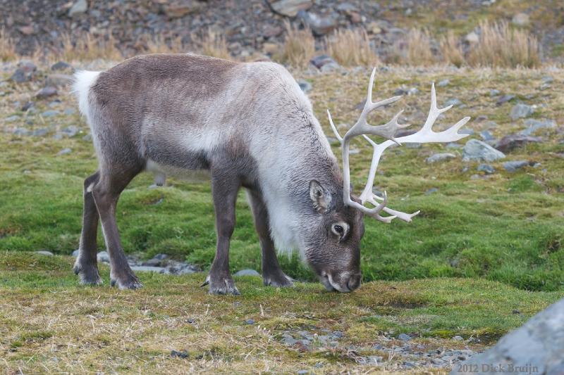 2012-04-08_13-04-17.jpg - Reindeer, Fortuna Bay, South Georgia