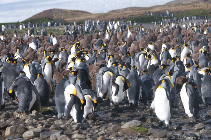 2012-04-08_13-09-03.jpg - King Penguin, Fortuna Bay, South Georgia 