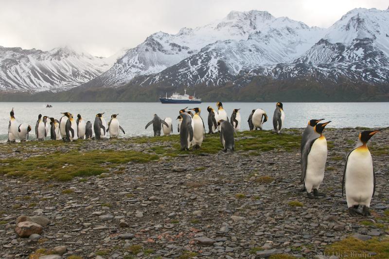 2012-04-08_13-11-45.jpg - King Penguin, Fortuna Bay, South Georgia