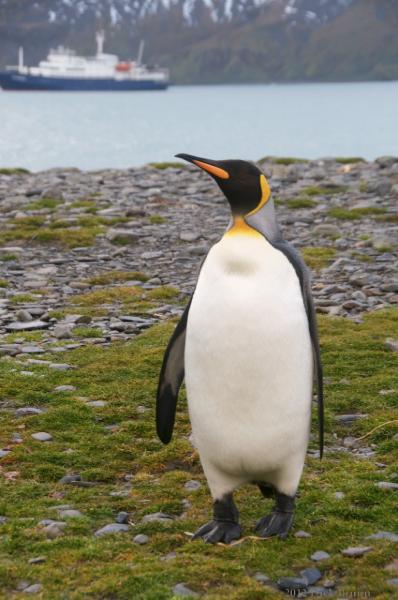 2012-04-08_13-12-22.jpg - King Penguin, Fortuna Bay, South Georgia