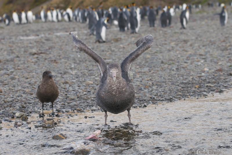 2012-04-08_13-12-40.jpg - Southern Giant Petrel, Brown Skua, Fortuna Bay, South Georgia