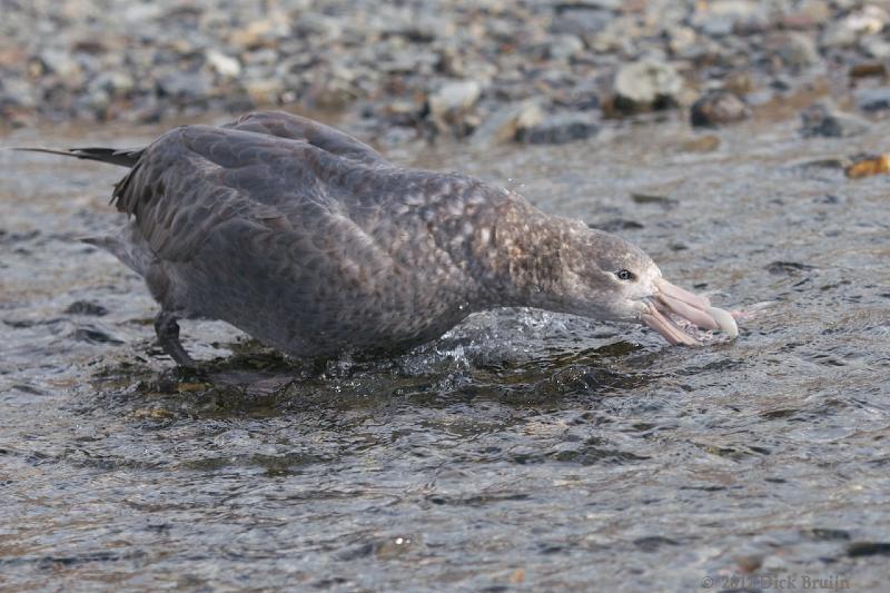 2012-04-08_13-13-17.jpg - Southern Giant Petrel, Fortuna Bay, South Georgia