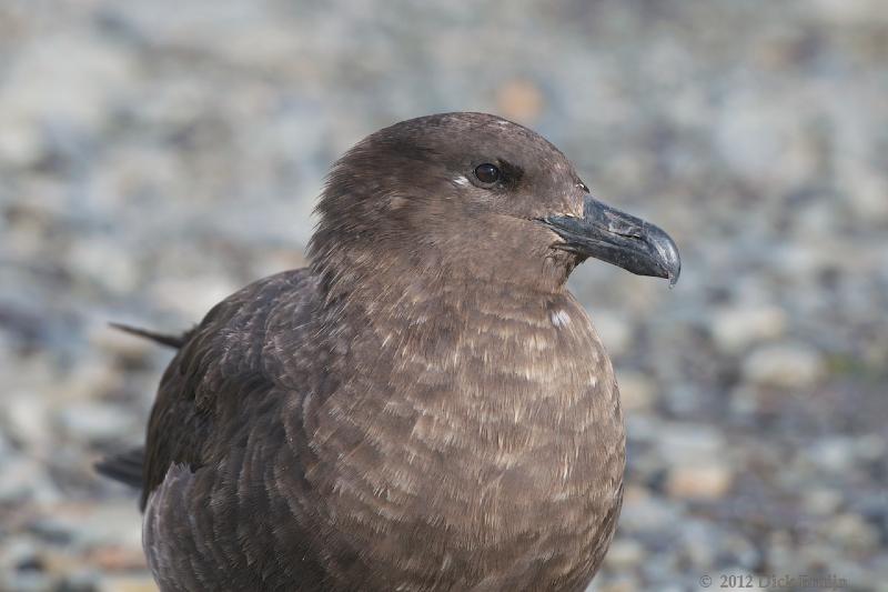 2012-04-08_13-13-27.jpg - Brown Skua, Fortuna Bay, South Georgia