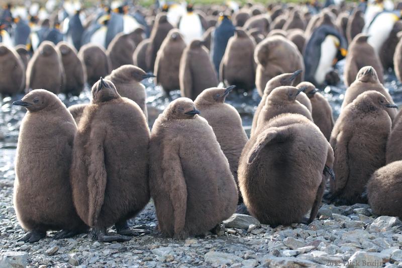 2012-04-08_13-14-18.jpg - King Penguin, Fortuna Bay, South Georgia 