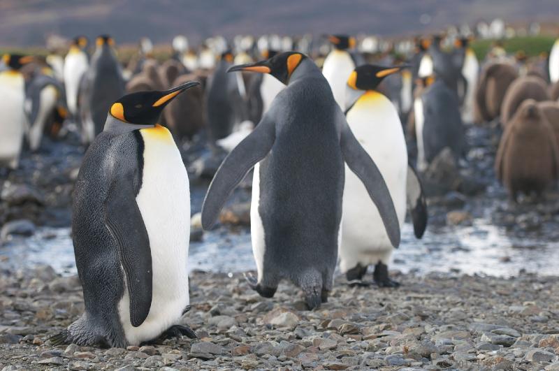 2012-04-08_13-19-48.jpg - King Penguin, Fortuna Bay, South Georgia 