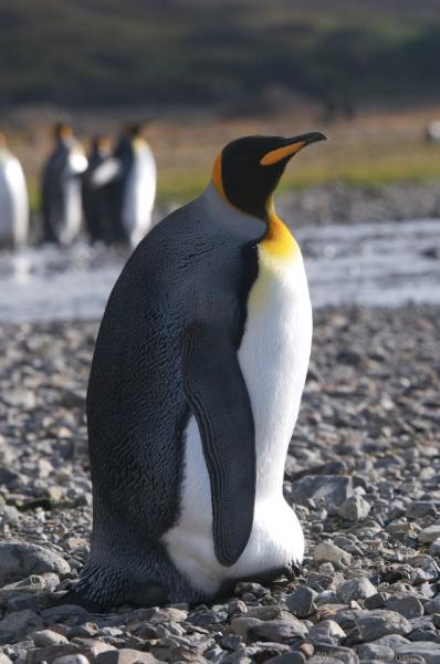 2012-04-08_13-20-47.jpg - King Penguin, Fortuna Bay, South Georgia