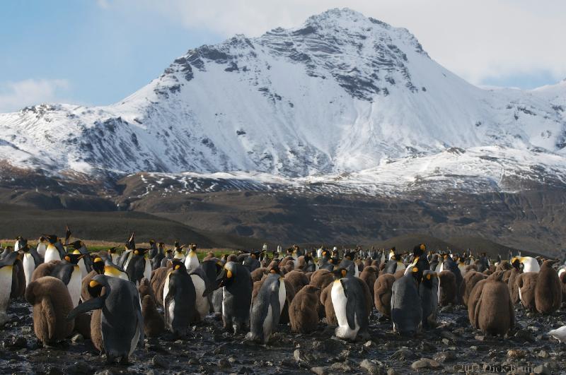 2012-04-08_13-21-20.jpg - King Penguin, Fortuna Bay, South Georgia