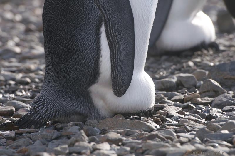 2012-04-08_13-25-48.jpg - King Penguin, Fortuna Bay, South Georgia