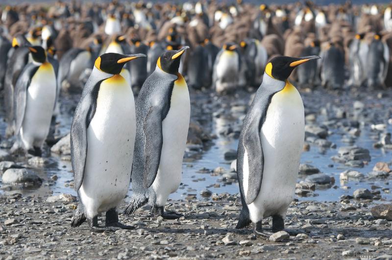 2012-04-08_13-34-27.jpg - King Penguin, Fortuna Bay, South Georgia