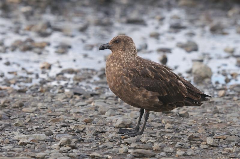 2012-04-08_13-35-55.jpg - Brown Skua, Fortuna Bay, South Georgia