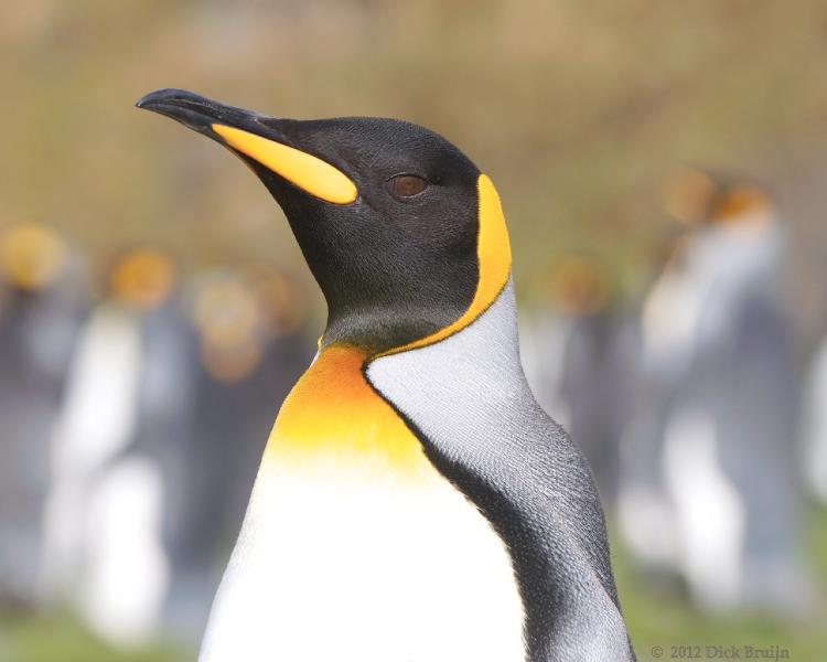 2012-04-08_13-37-16.jpg - King Penguin, Fortuna Bay, South Georgia