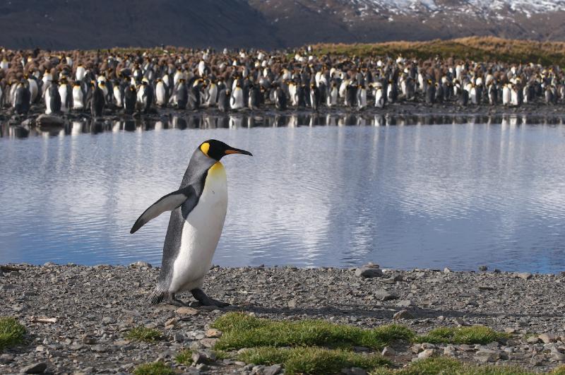 2012-04-08_13-42-28.jpg - King Penguin, Fortuna Bay, South Georgia