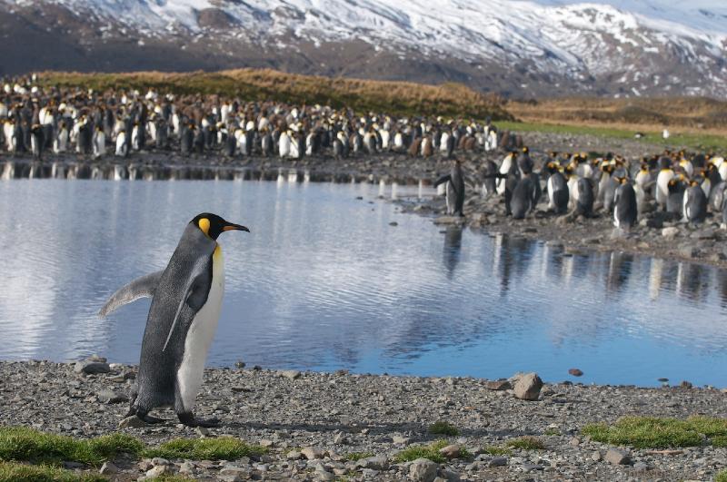 2012-04-08_13-42-31.jpg - King Penguin, Fortuna Bay, South Georgia