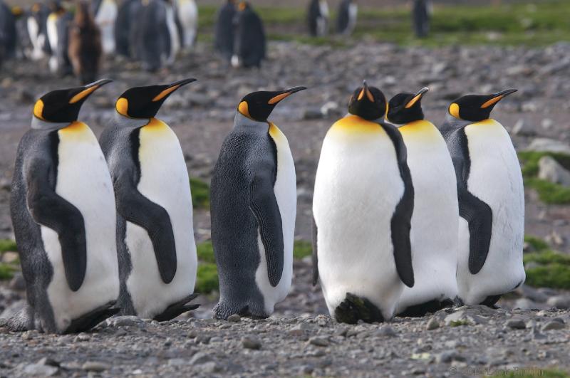 2012-04-08_13-52-54.jpg - King Penguin, Fortuna Bay, South Georgia