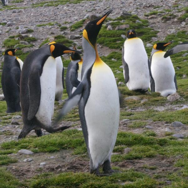 2012-04-08_13-56-24.jpg - King Penguin, Fortuna Bay, South Georgia