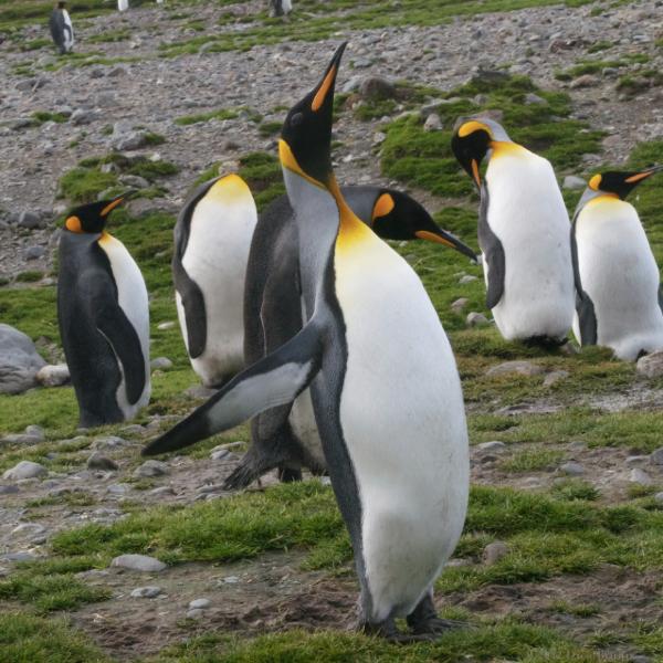 2012-04-08_13-56-26.jpg - King Penguin, Fortuna Bay, South Georgia