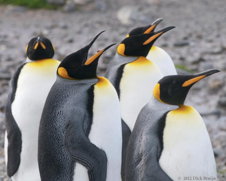 2012-04-08_13-58-02.jpg - King Penguin, Fortuna Bay, South Georgia