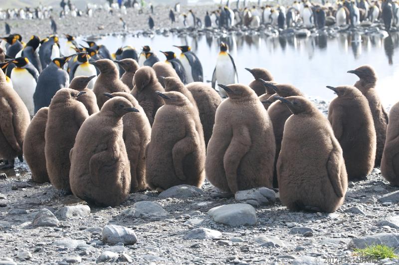 2012-04-08_14-00-30.jpg - King Penguin, Fortuna Bay, South Georgia