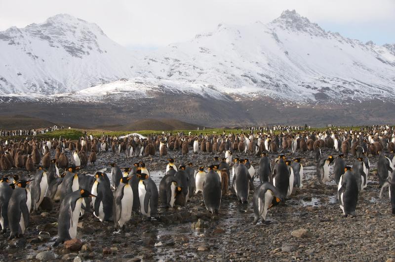 2012-04-08_14-07-35.jpg - King Penguin, Fortuna Bay, South Georgia