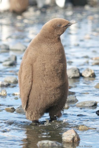 2012-04-08_14-12-29.jpg - King Penguin, Fortuna Bay, South Georgia