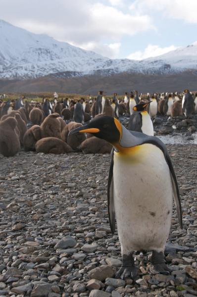 2012-04-08_14-13-23.jpg - King Penguin, Fortuna Bay, South Georgia