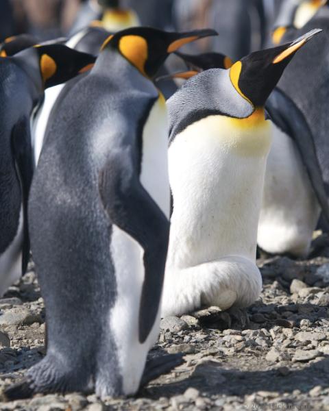 2012-04-08_14-15-31.jpg - King Penguin, Fortuna Bay, South Georgia