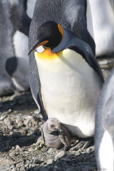 2012-04-08_14-16-02.jpg - King Penguin, Fortuna Bay, South Georgia