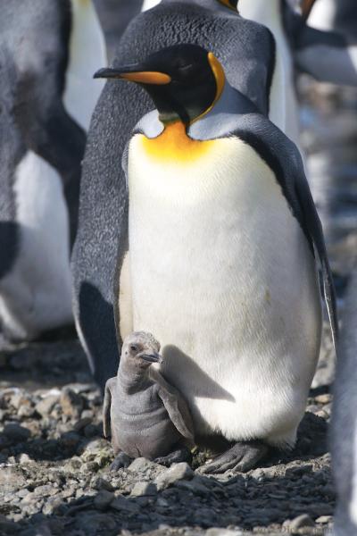 2012-04-08_14-16-12.jpg - King Penguin, Fortuna Bay, South Georgia