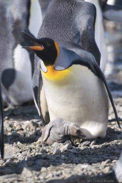 2012-04-08_14-16-16.jpg - King Penguin, Fortuna Bay, South Georgia