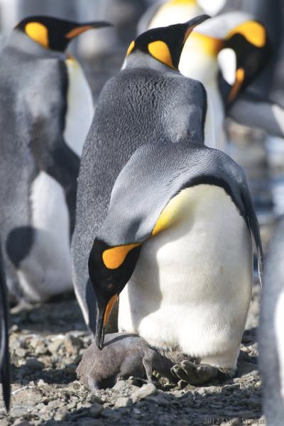 2012-04-08_14-16-24.jpg - King Penguin, Fortuna Bay, South Georgia