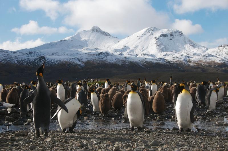 2012-04-08_14-17-05.jpg - King Penguin, Fortuna Bay, South Georgia