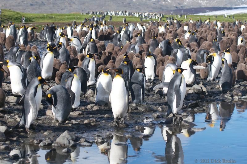 2012-04-08_14-21-18.jpg - King Penguin, Fortuna Bay, South Georgia