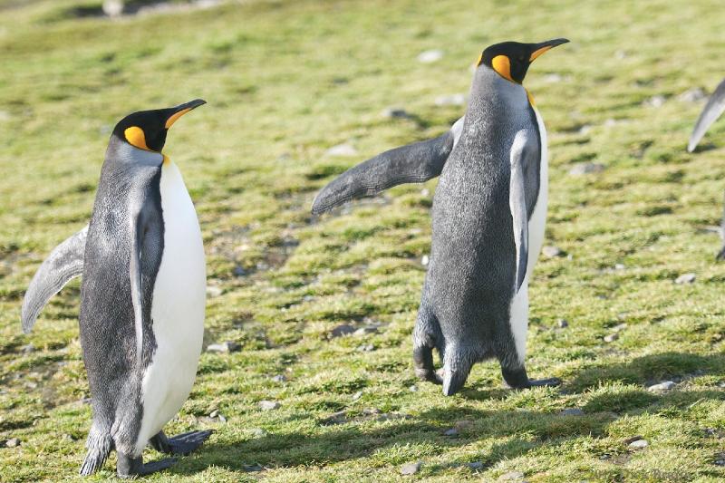 2012-04-08_14-22-27.jpg - King Penguin, Fortuna Bay, South Georgia