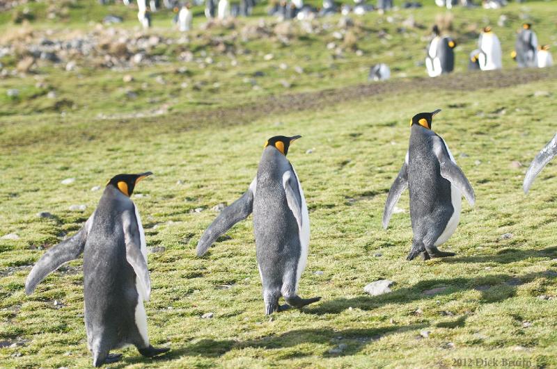 2012-04-08_14-22-31.jpg - King Penguin, Fortuna Bay, South Georgia