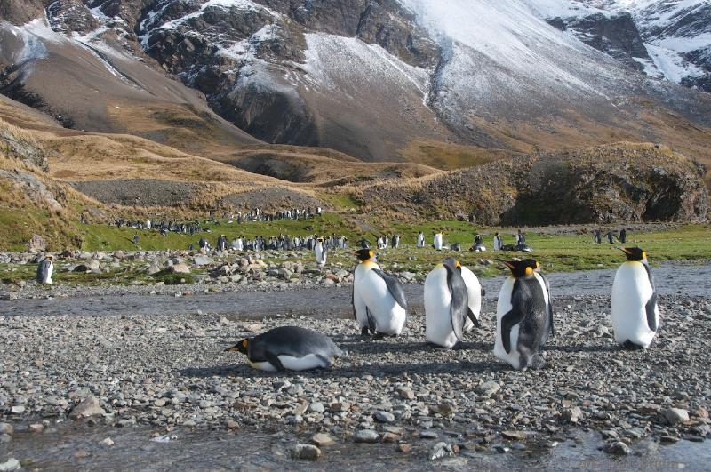 2012-04-08_14-23-17.jpg - King Penguin, Fortuna Bay, South Georgia