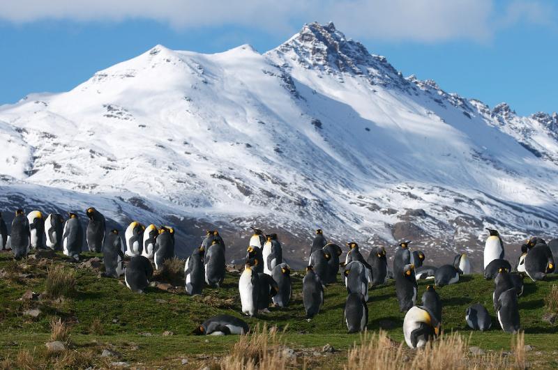 2012-04-08_14-25-03.jpg - King Penguin, Fortuna Bay, South Georgia