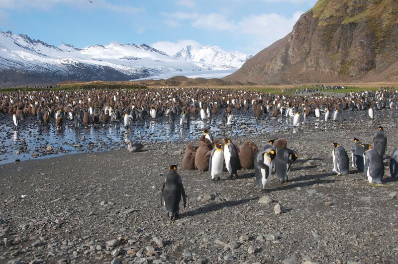 2012-04-08_14-25-43.jpg - King Penguin, Fortuna Bay, South Georgia