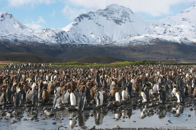 2012-04-08_14-26-00.jpg - King Penguin, Fortuna Bay, South Georgia