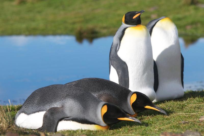 2012-04-08_14-27-54.jpg - King Penguin, Fortuna Bay, South Georgia