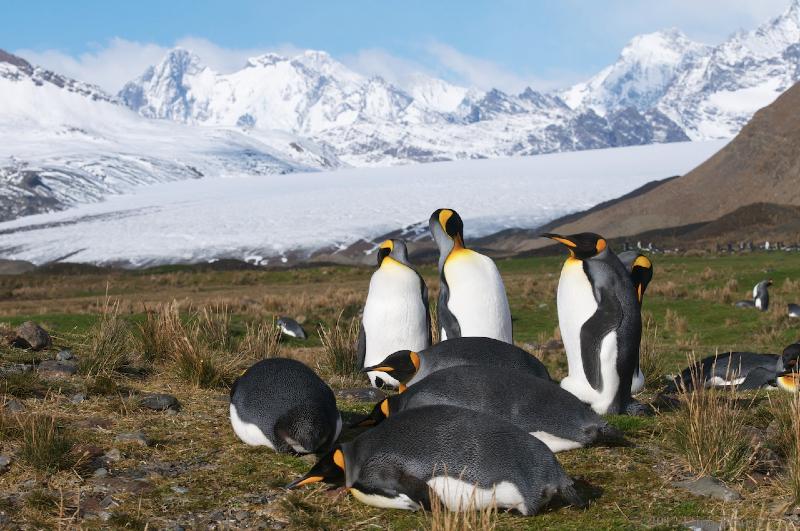 2012-04-08_14-30-49.jpg - King Penguin, Fortuna Bay, South Georgia