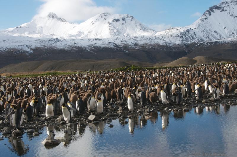 2012-04-08_14-34-29.jpg - King Penguin, Fortuna Bay, South Georgia