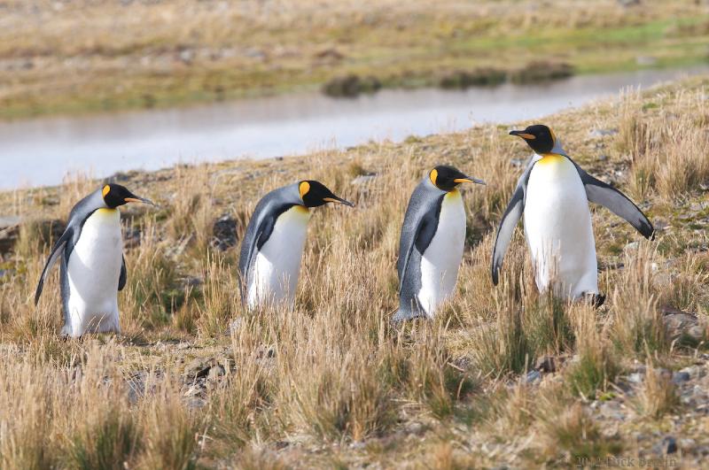 2012-04-08_14-37-14.jpg - King Penguin, Fortuna Bay, South Georgia