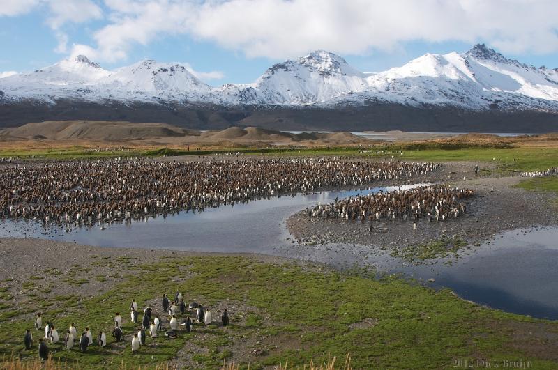 2012-04-08_14-40-07.jpg - King Penguin, Fortuna Bay, South Georgia